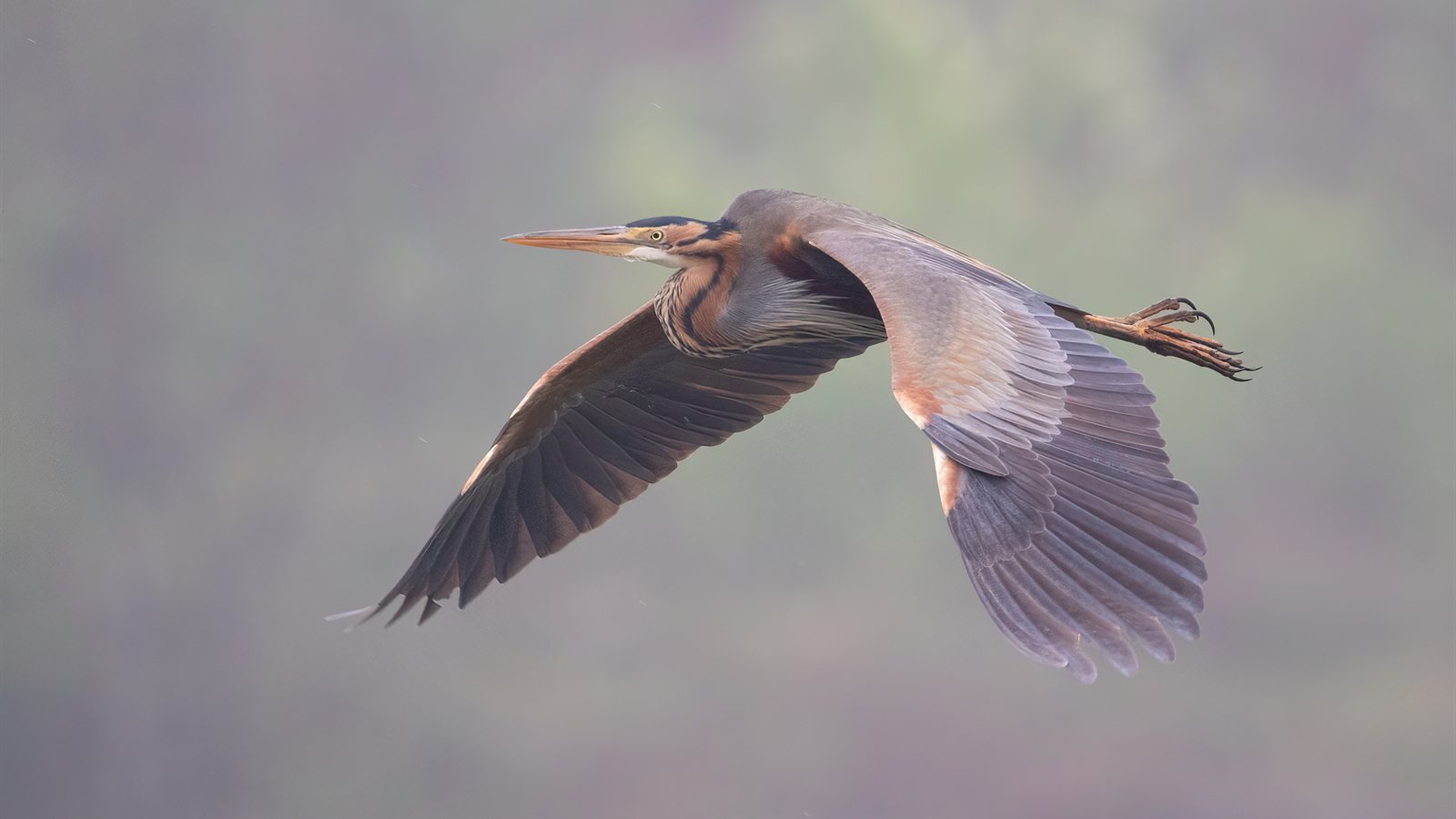 Purple heron flying low over water