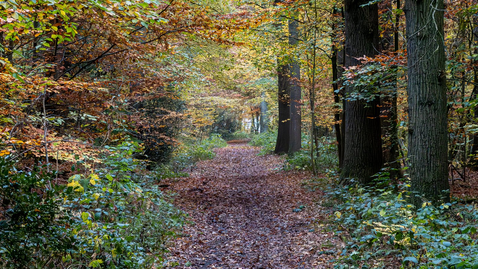 Path leading into a shaded deciduous forest